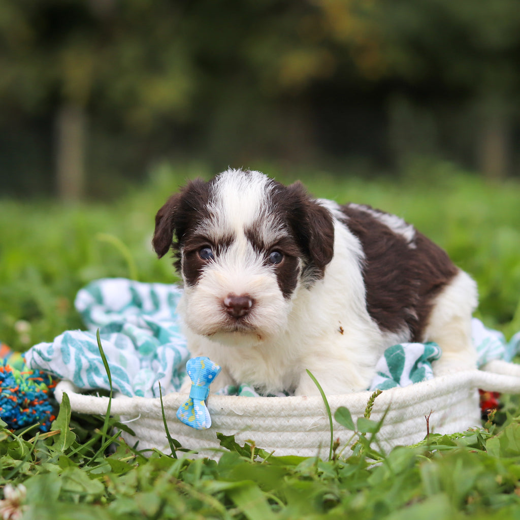 Albie - Available 10/8
