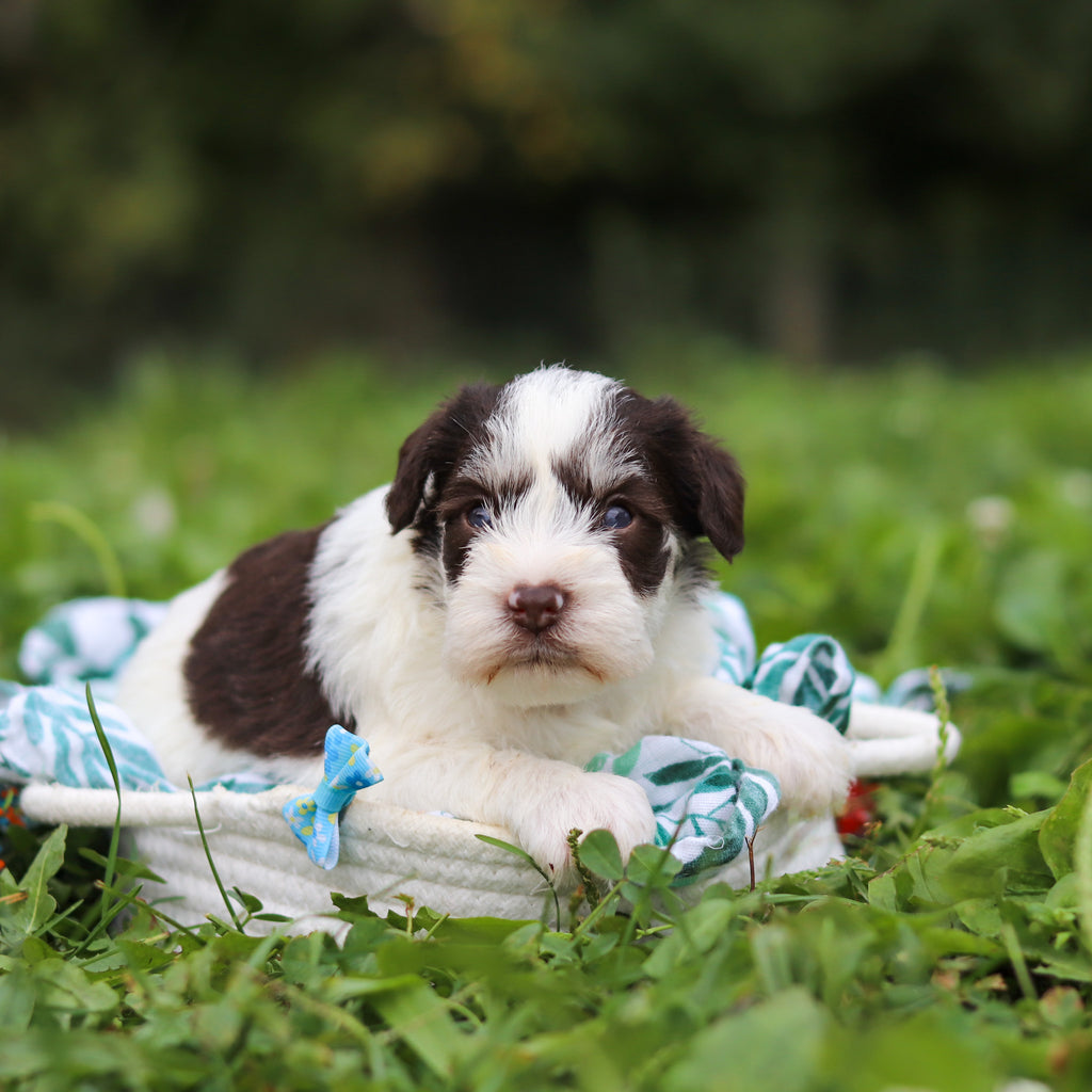 Albie - Available 10/8
