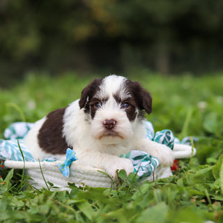 Albie - Available 10/8