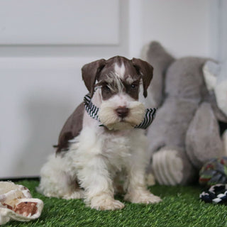 Albie - Available 10/8