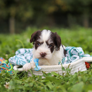Albie - Available 10/8