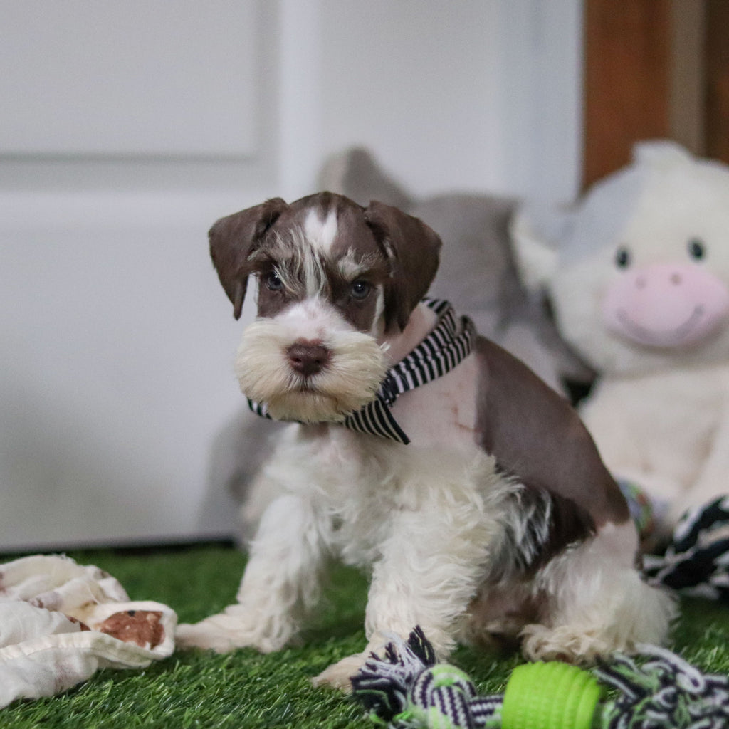 Albie - Available 10/8
