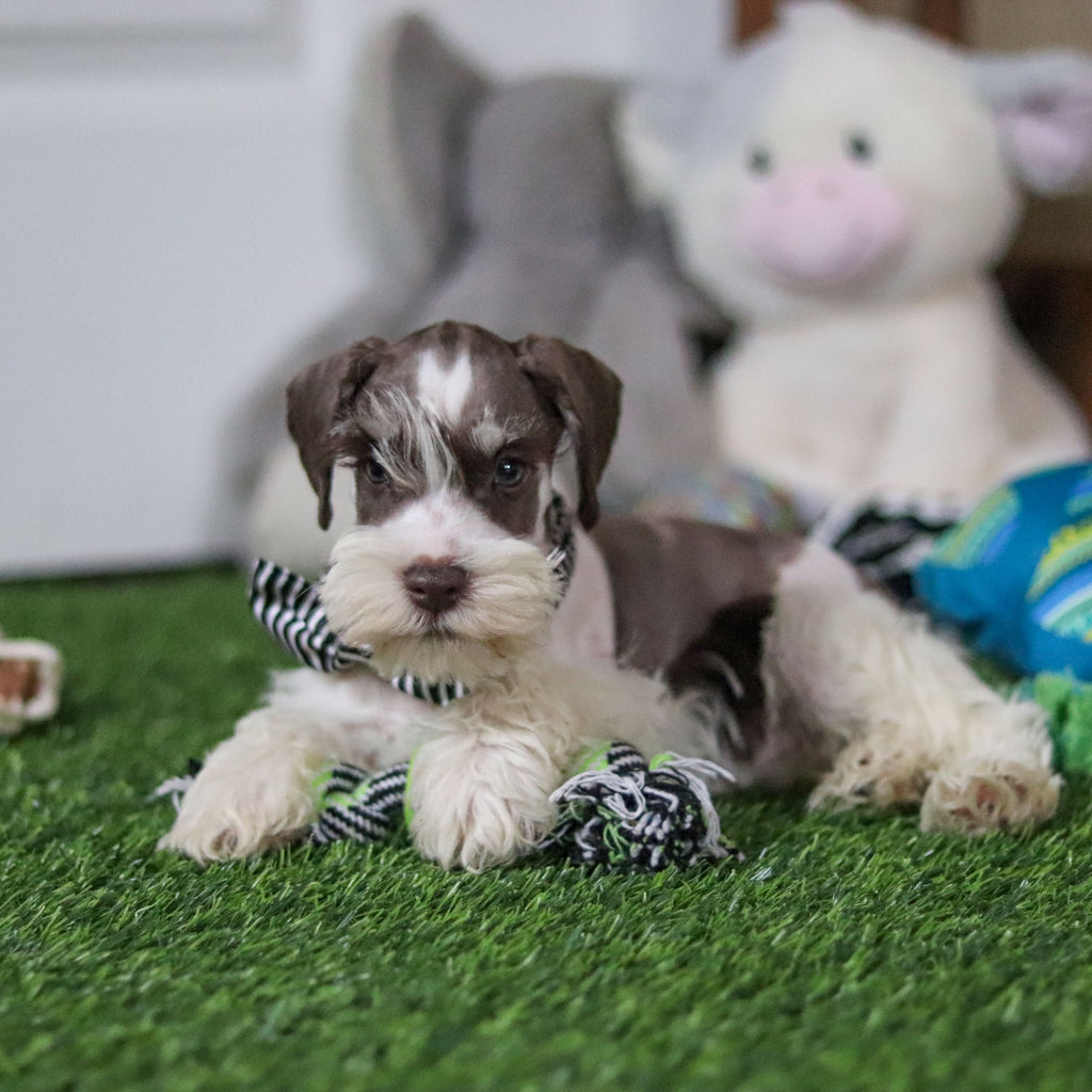 Albie - Available 10/8