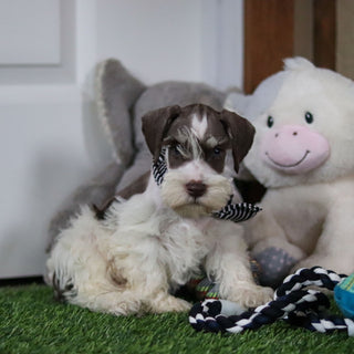 Albie - Available 10/8