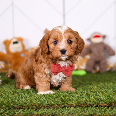 Monty - Available 2/26