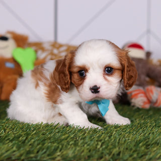 Perry - Available 3/19