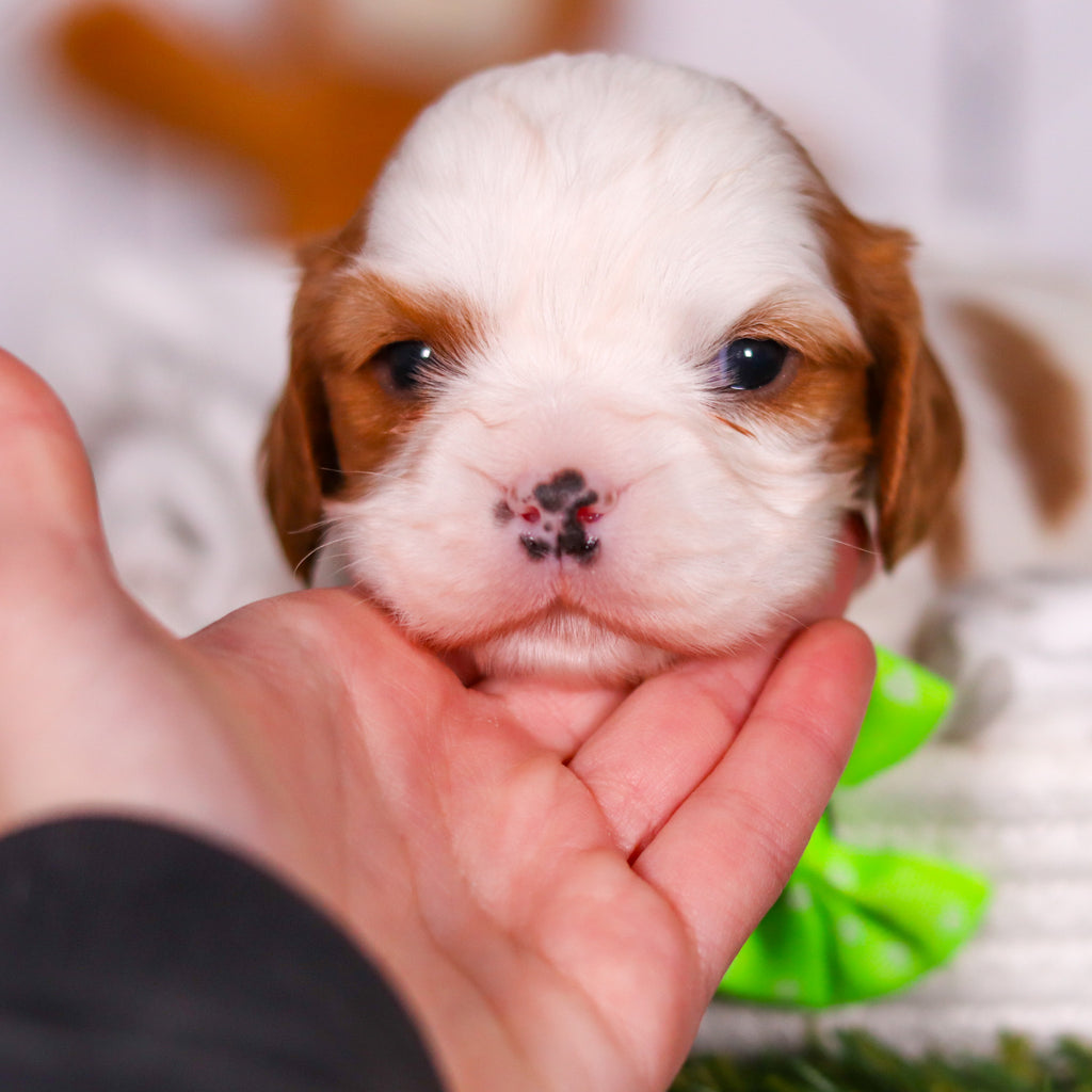 Perry - Available 3/19