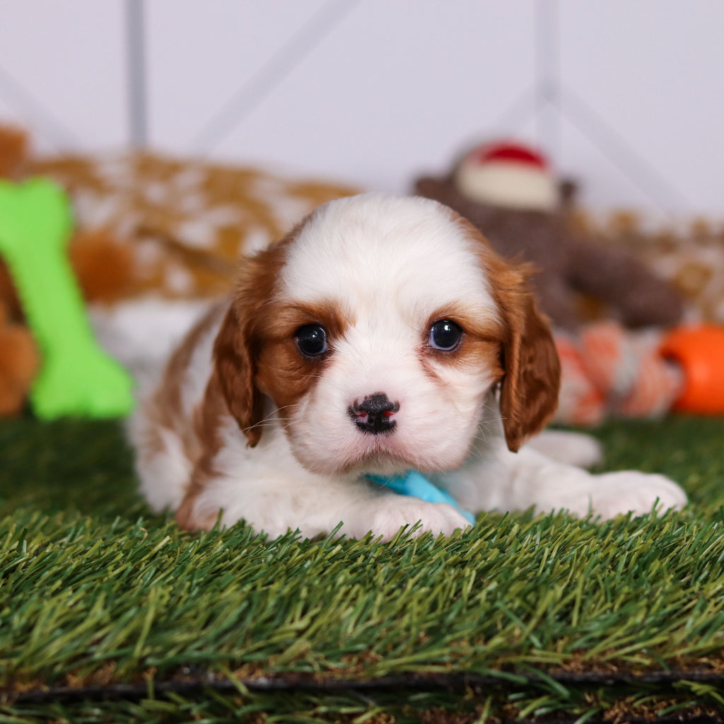 Perry - Available 3/19