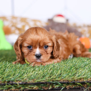 Pauly - Available 3/19