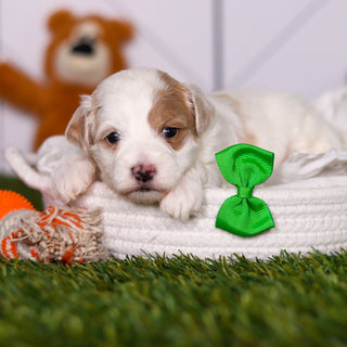 Hendrick - Available 3/19