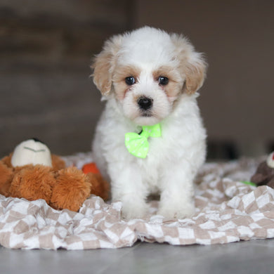 Houston - Available 3/19