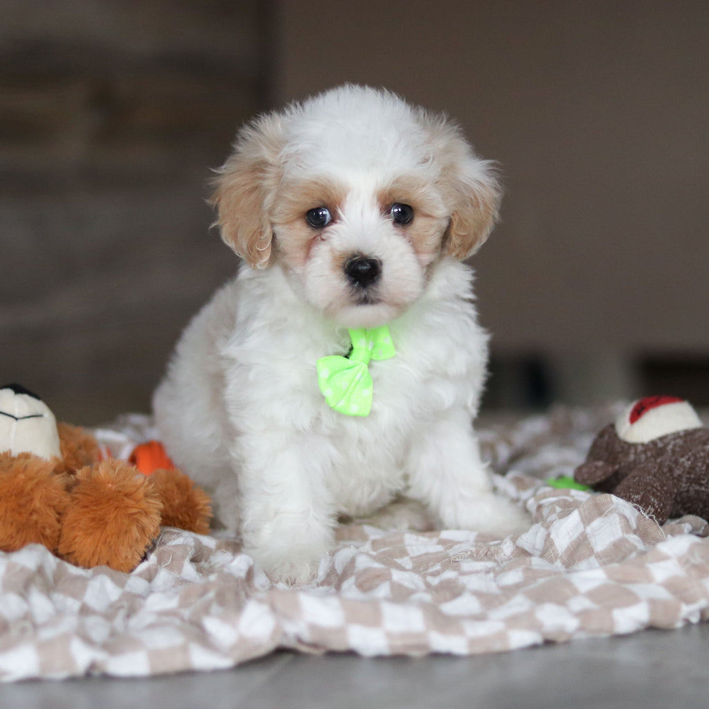 Houston - Available 3/19