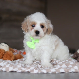 Houston - Available 3/19