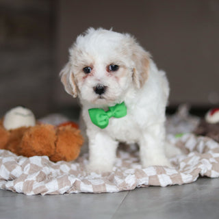 Helen - Available 3/19