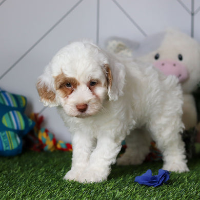 Manny - Available 4/30