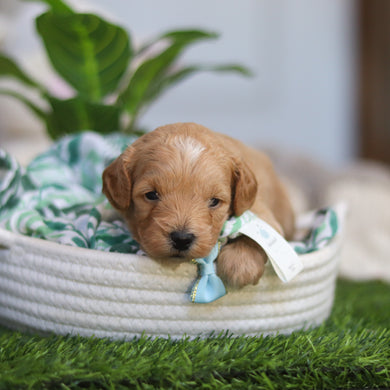 Richie - Available 4/30