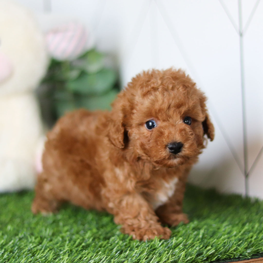 Timmy - Available 4/30