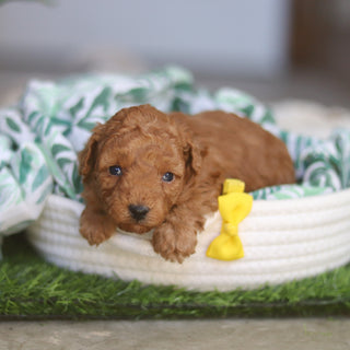 Timmy - Available 4/30