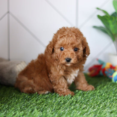 Timmy - Available 4/30