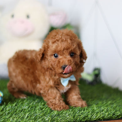 Timmy - Available 4/30