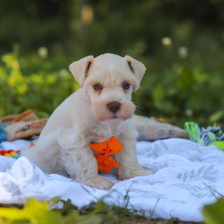 Cliff - Available 6/18