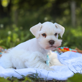 Chandler - Available 6/18