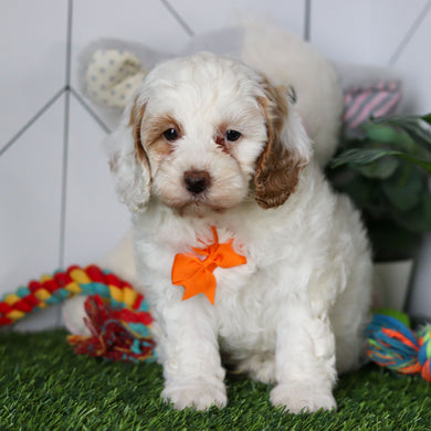 Martin - Available 4/30