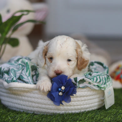 Martin - Available 4/30