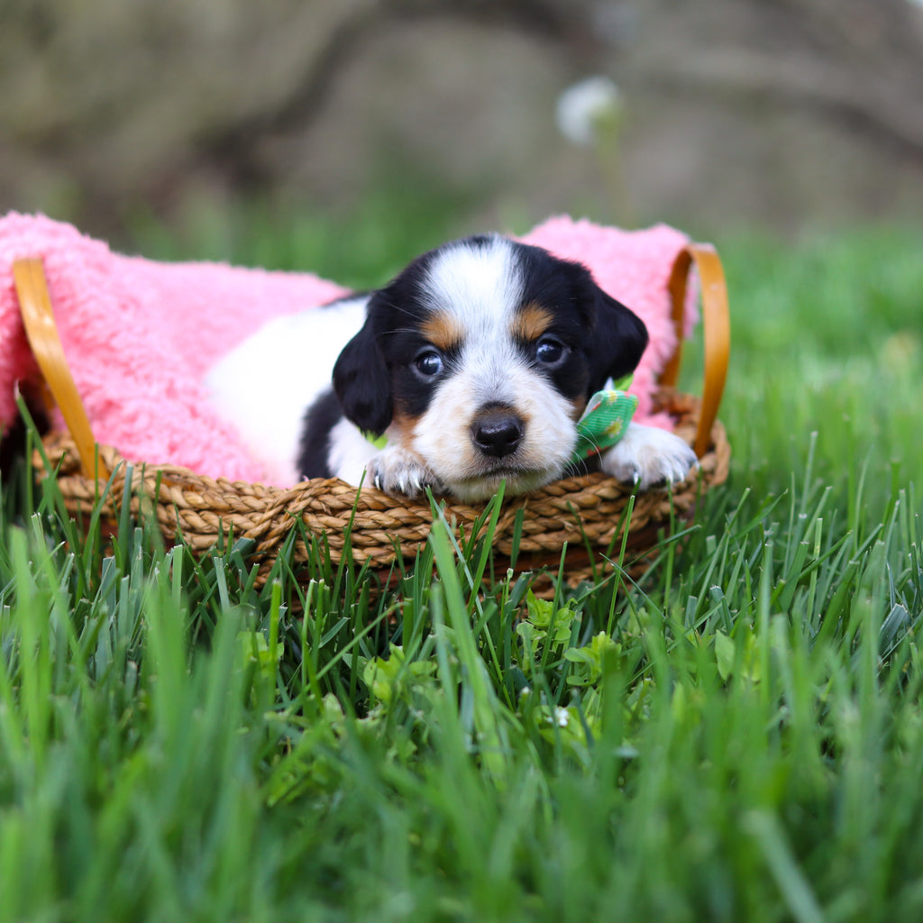 Dexter - Available 6/4