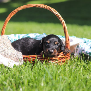 Peanut - Available 6/11