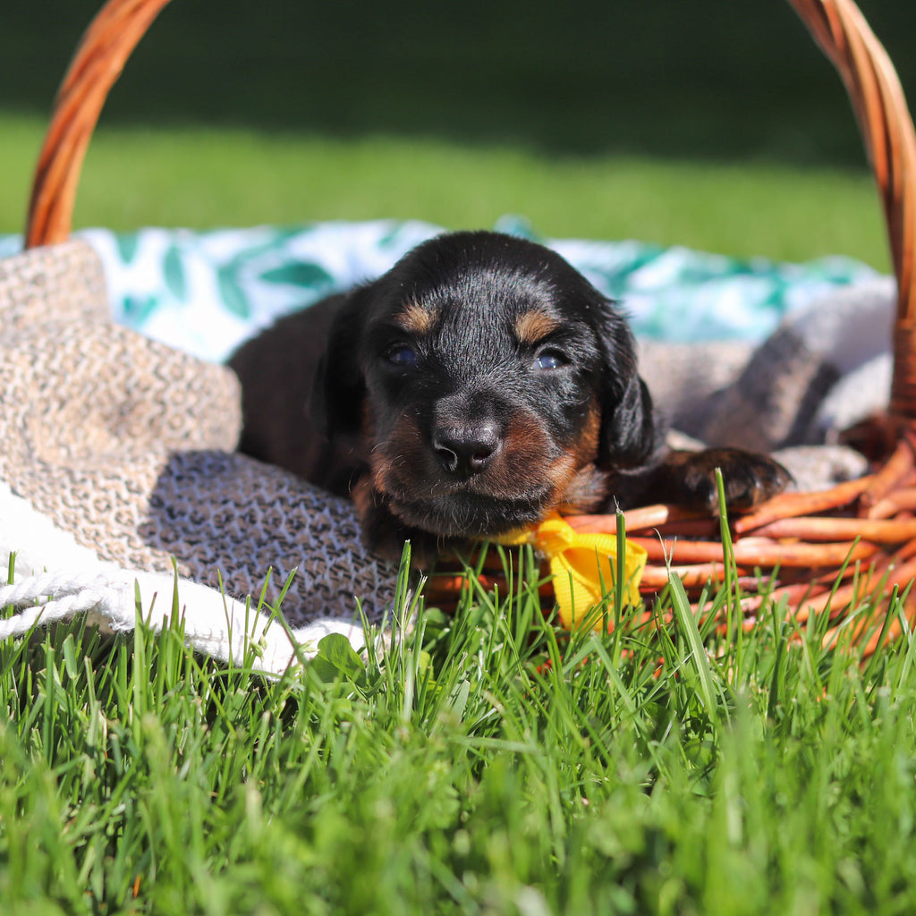 Peanut - Available 6/11
