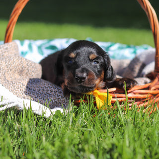 Peanut - Available 6/11