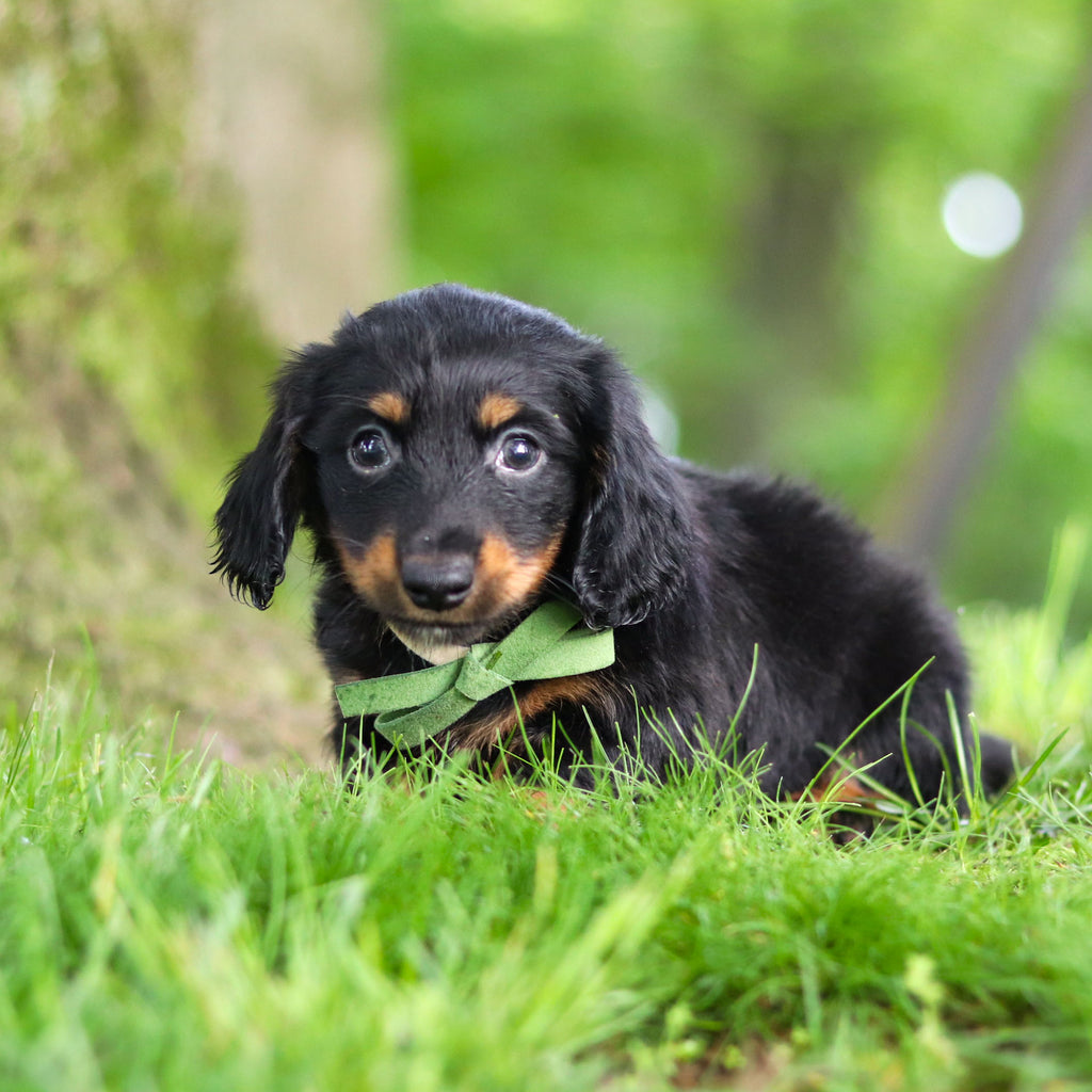 Peanut - Available 6/11