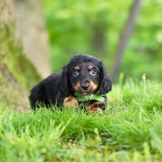 Peanut - Available 6/11