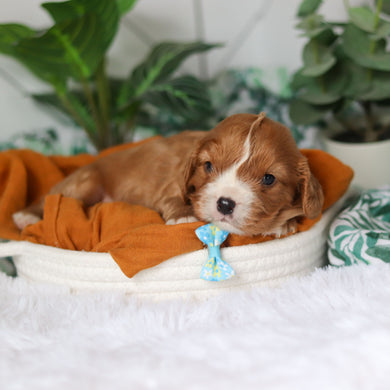 Brett - Available 4/9