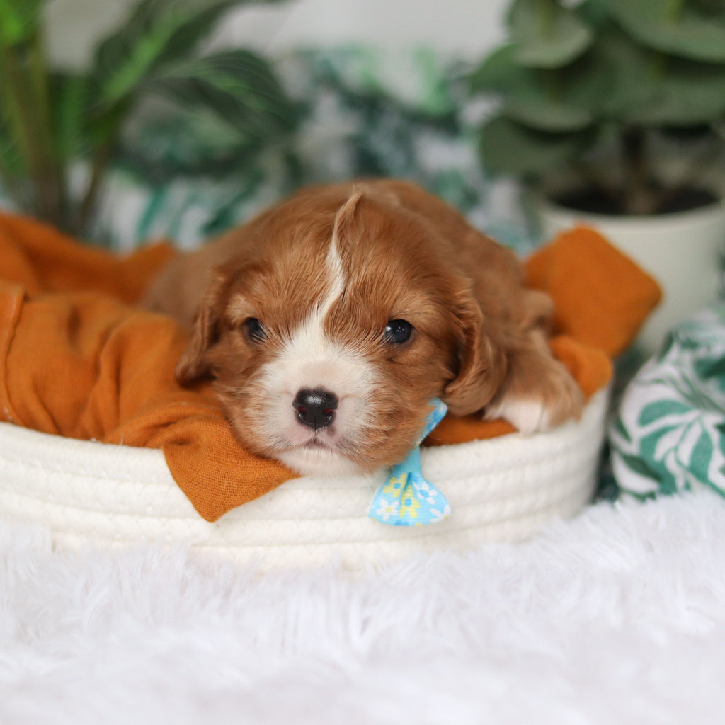 Brett - Available 4/9