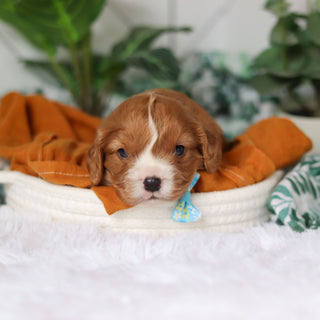 Brett - Available 4/9