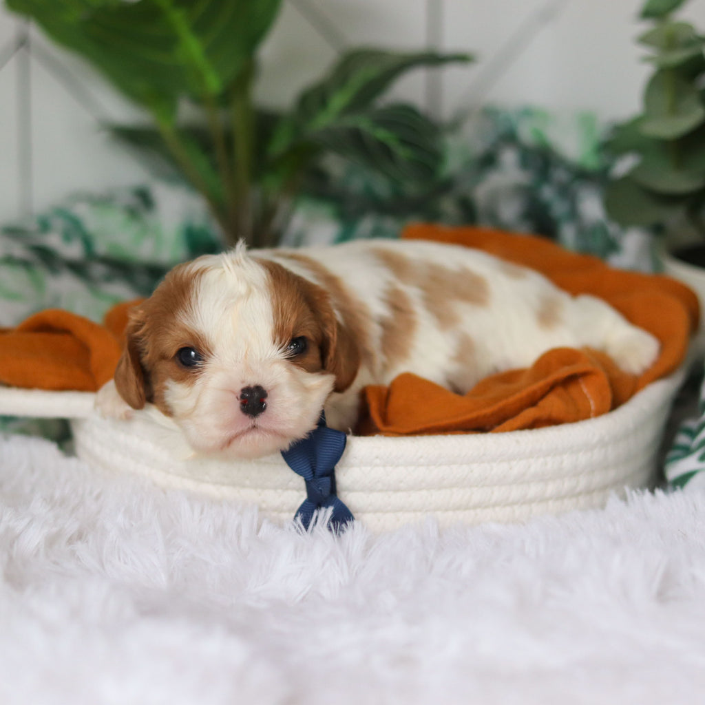 Rhett - Available 4/9