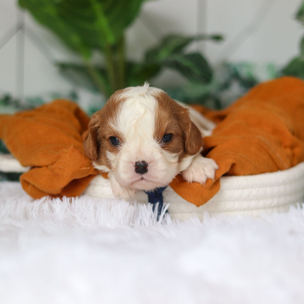 Rhett - Available 4/9