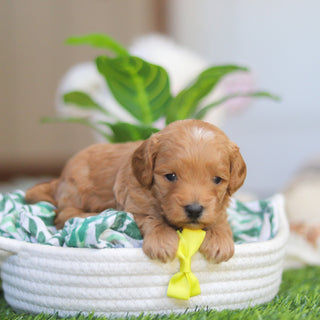 Roger - Available 4/30