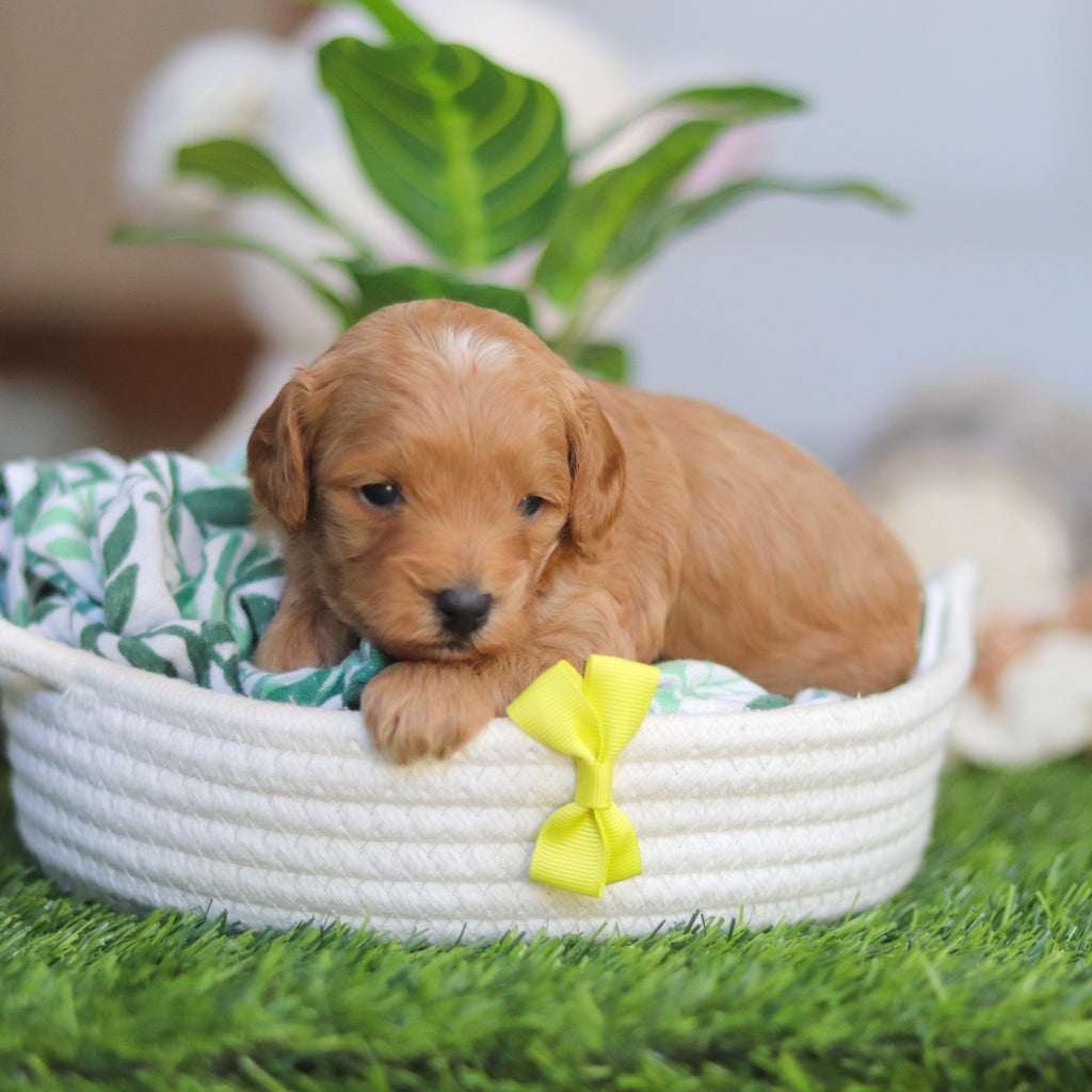 Roger - Available 4/30