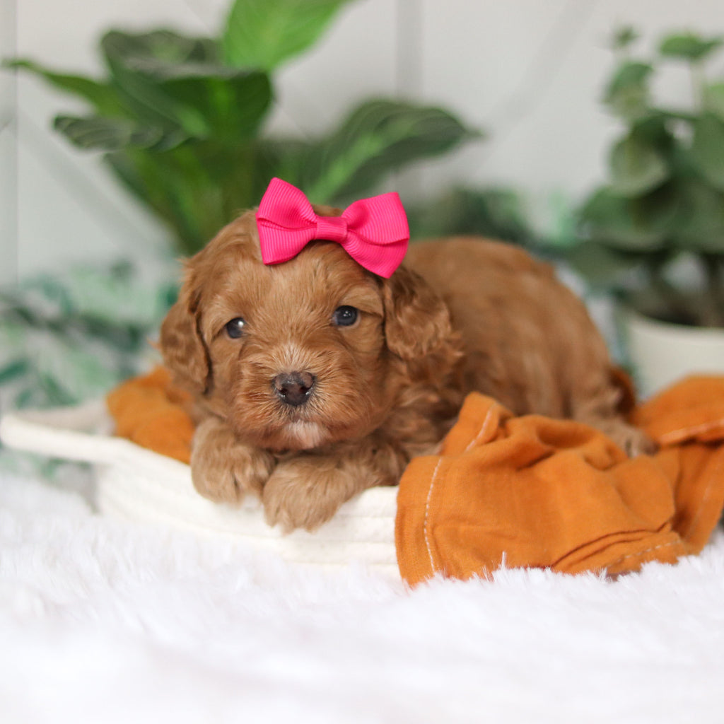 Corbin - Available 4/9