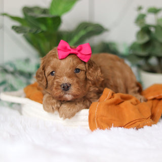 Corbin - Available 4/9