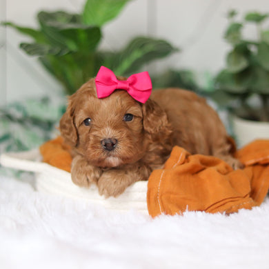 Corbin - Available 4/9