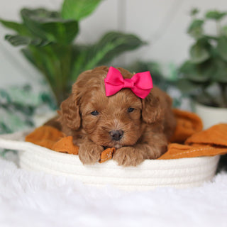 Corbin - Available 4/9