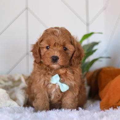 Corbin - Available 4/9