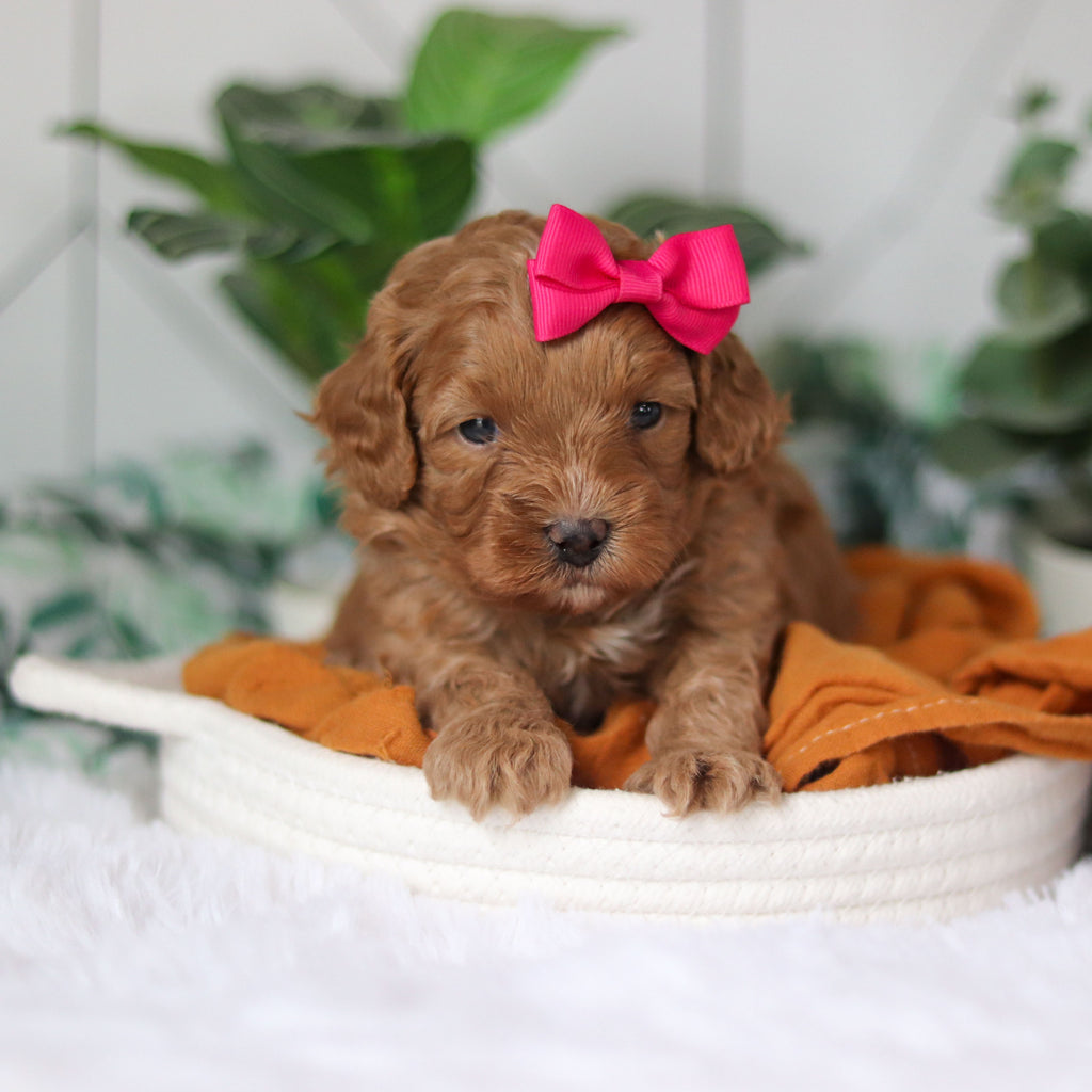 Corbin - Available 4/9