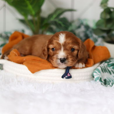 Jett - Available 4/9