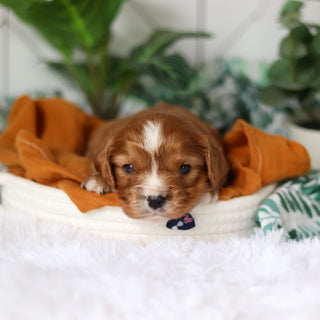 Jett - Available 4/9