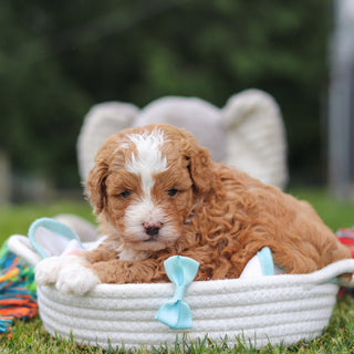 Keegan - Available 7/23